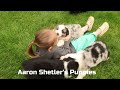 Miniature Australian Shepherd dogs for sale: Flash - Video 1