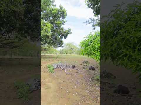 LOTE comercial en DOLEGA de 10,000 m2 frente a la vía Boquete. Chatéame 6981-5000