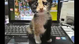 Say What-Stevie Ray Vaughan and Double Trouble