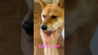 猫みたいに顎の下触ってほしい豆柴 #shibainu #柴犬 #cute #犬のいる暮らし #もふもふ