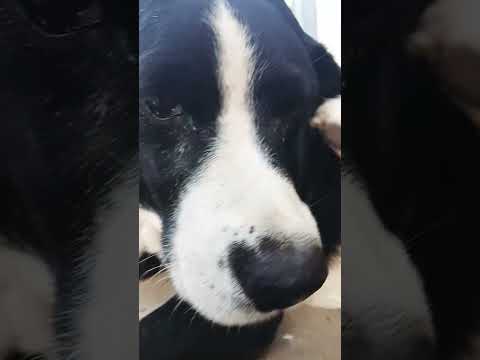 que onda #casagrande #perros #miradacanina #cordoba