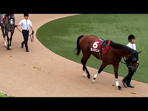 The 10 contenders for the GII 2019 Sankei Sho All Comers in the parade ring