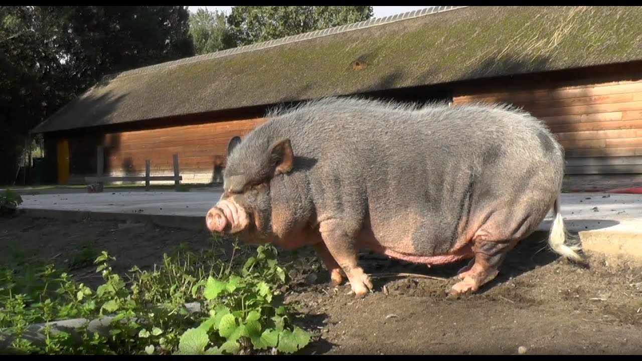 wild boar wallpaper - piggy wallpaper