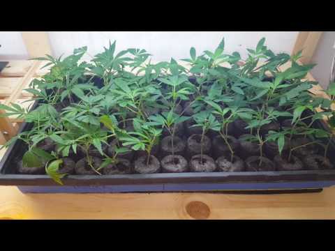 #kush #cannabis #seeds how to clone cannabis -  peat pellets - the med-man method™