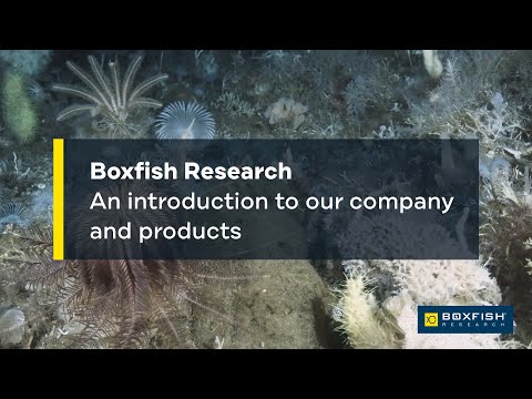 Boxfish Research - Get to Know Us!