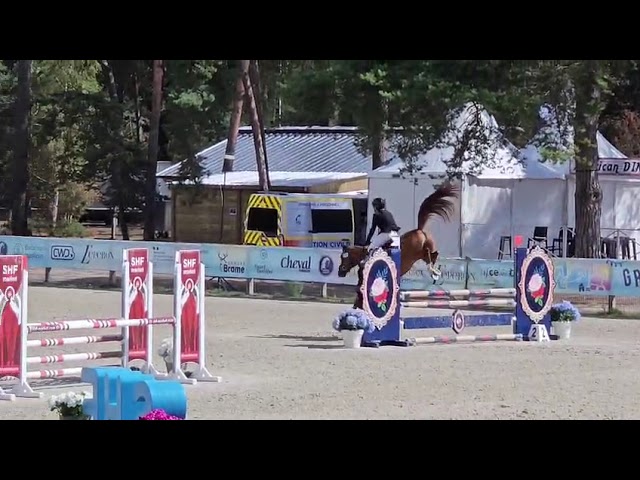 Caballo castrado Silla Franc&eacute;s En venta 2020 Alaz&aacute;n por quarnac du mesnil