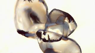 &quot;Let Down&quot; Cover by Sleeping At Last x Andrew Belle