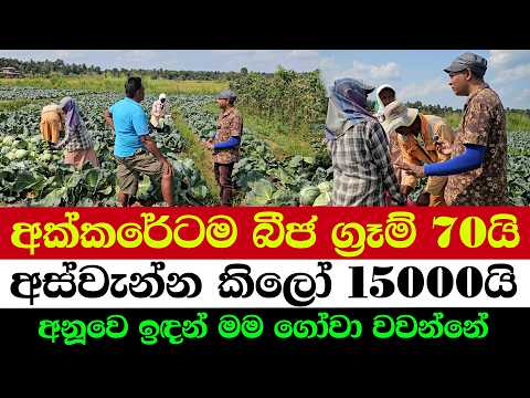 15,000 KG Harvest from Just 70g Seeds | One of the Best Crops Ever