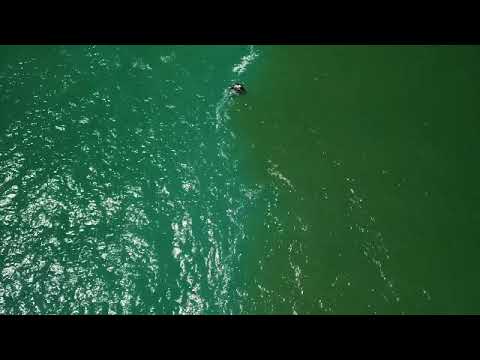 Manta Ray Surface Feeding on Color Change