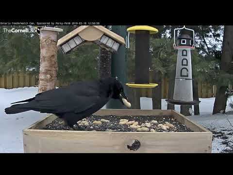 American Crows Descend On Ontario Feeders In Search Of Peanuts – March 18, 2019