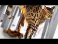 Weird Cat Poop StyleㅣDino Cat