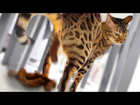 Weird Cat Poop StyleㅣDino cat