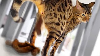 [創作] 貓貓擠牙膏式拉屎，塔綠班最愛