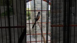 Download lagu Mirip greja petir || cendet asli cendet situbondo mp3