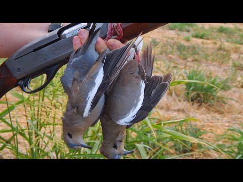 10 Dove Hunting Tips
