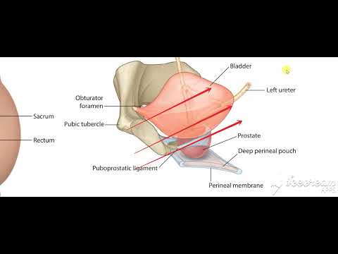 Male reproductive system