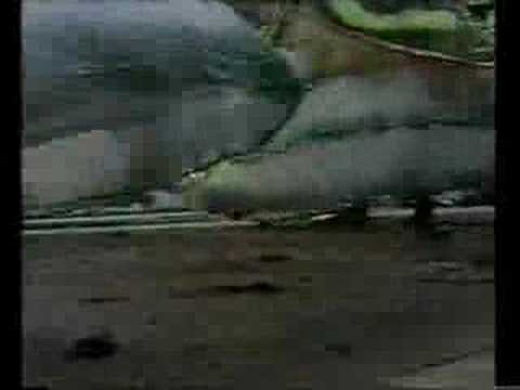 Cubango 2005 - O fruto da África de todos os deuses...