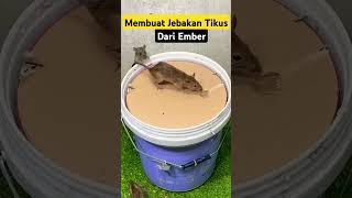 Download lagu Membuat Jebakan Tikus Dari Ember! #jebakantikus #mousetrap mp3