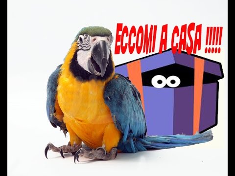 Lyambliya e toxoplasmosis Sogni prenotano vermi di masse kalovy