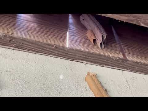 Multiple Mud Daubers Nests All Over the Home in Belmar, NJ