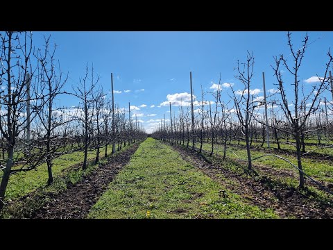 Rezidba jabuke, smena rodnih grana na stablu