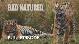 Shocking Young Tiger Cub’s First Kill | Bad Natured I BBC Earth