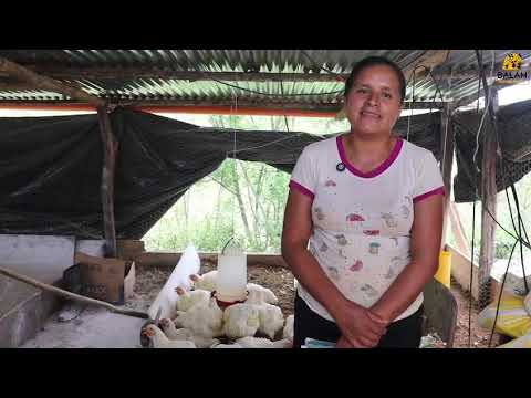 Mujeres organizadas del caserío Los Arroyos, Dolores, Peten, trabajan en  proyecto avícola