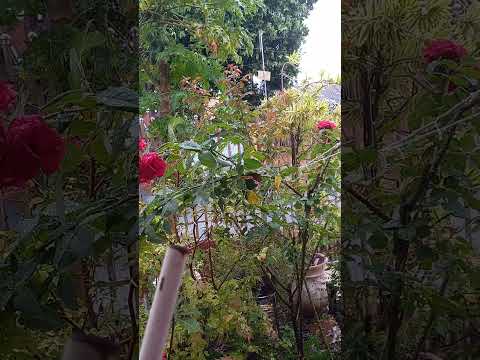 MUITA CHUVA EM SARANDI PR