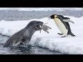 Leopard Seal Ambushes The Penguin Chick In A Split Of A Second
