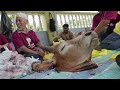 Ibadah Korban Hari Raya Aidiladha 1445h 2024