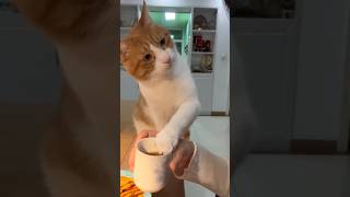 #cat #cute #catvideo #cutecat #funnyvideo #funny