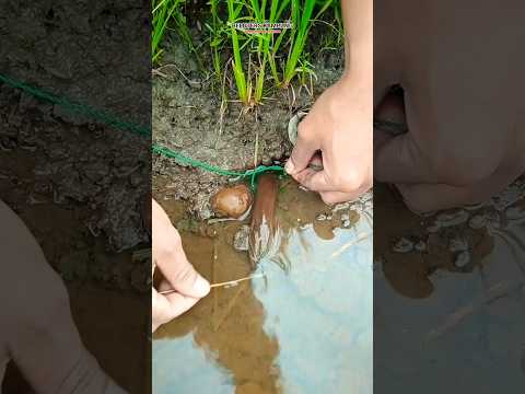 Teknik jitu mancing belut ala tradisional