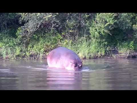 Djuma: Hippo goes out to mark then back into the dam - 16:59 - 03/05/2023