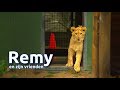 Remy en z'n vrienden: het verhaal van een gedumpt leeuwtje | #1