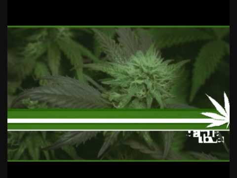 New Reggae 2010 - One Pull - DA PROFESSOR, Iah Cranks, Tragidi, (Marro, Weed Song)