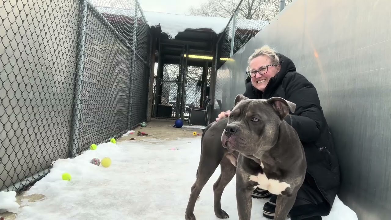 Enlarge Rowlf, a ADOPTABLE Pit Bull Terrier in Chicago, IL video 5/5
