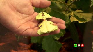 Insetti - www.HTO.tv