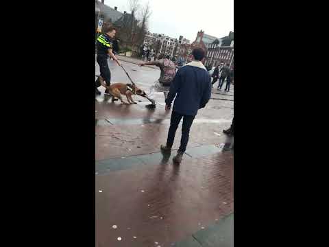 Recibe su dosis de spray de pimienta pero aun así intenta morder al perro policía hqdefault - Recibe su dosis de spray de pimienta pero aun así intenta morder al perro policía