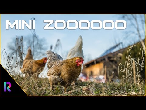 Hmara Mini Zoo Pets Vlog Razia's Daily Life