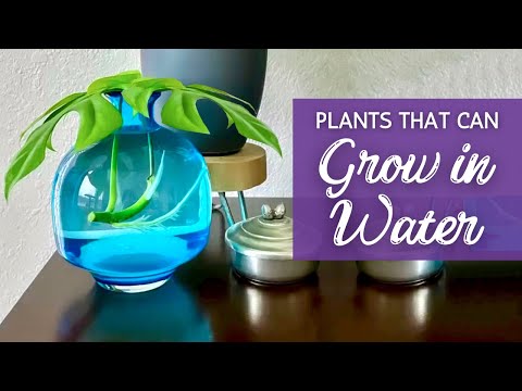 No Soil, Just Water, Who Can Survive? | 20 Houseplants That Can Stay In Water | Hydroponics