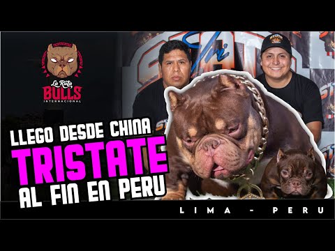 🔥 TRI STATE IS NOW IN PERU! Impacto Bulls brings 100% CHINESE from Brazil 🇧🇷🇨🇳🇵🇪