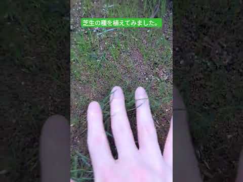種から芝生を蒔く時期と方法は?適切な期間とその手順! 庭園