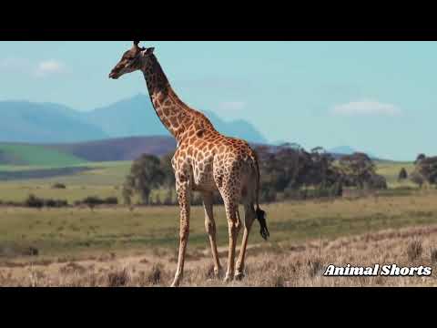 Giraffe and Zebra and Wildebeest - Amazing & Beautiful Interaction