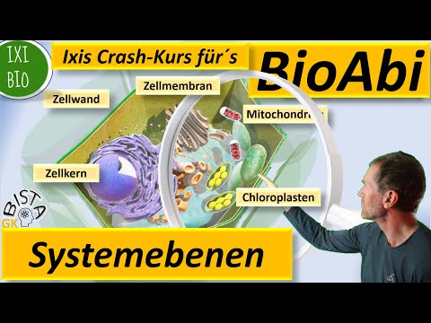 Biologie Systemebenen - Organismusebene Pflanze bis zur Atom-Ebene bei der lichtabhängigen Reaktion