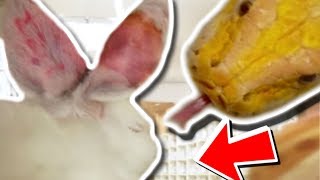 20 FOOT SNAKES FEEDING AND HANGING WITH SLAYER! Brian Barczyk