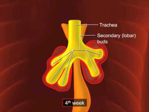 01  Development of The Trachea , Bronchi & Lungs