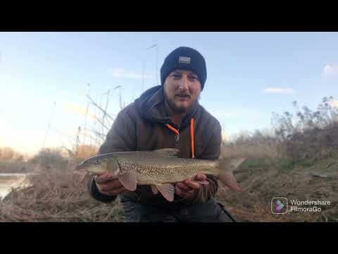 Back To Barbel Fishing!