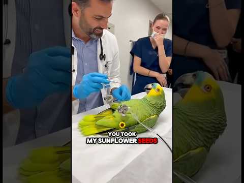 Dramatic Parrot with doctor #parrottalking #talkingparot #parrot