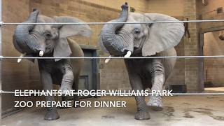 Snacks for the elephants at Roger Williams Park Zoo