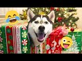 I Dare You Not To LAUGH At These FUNNY DOGS Best Funny Animals Videos 2025 185